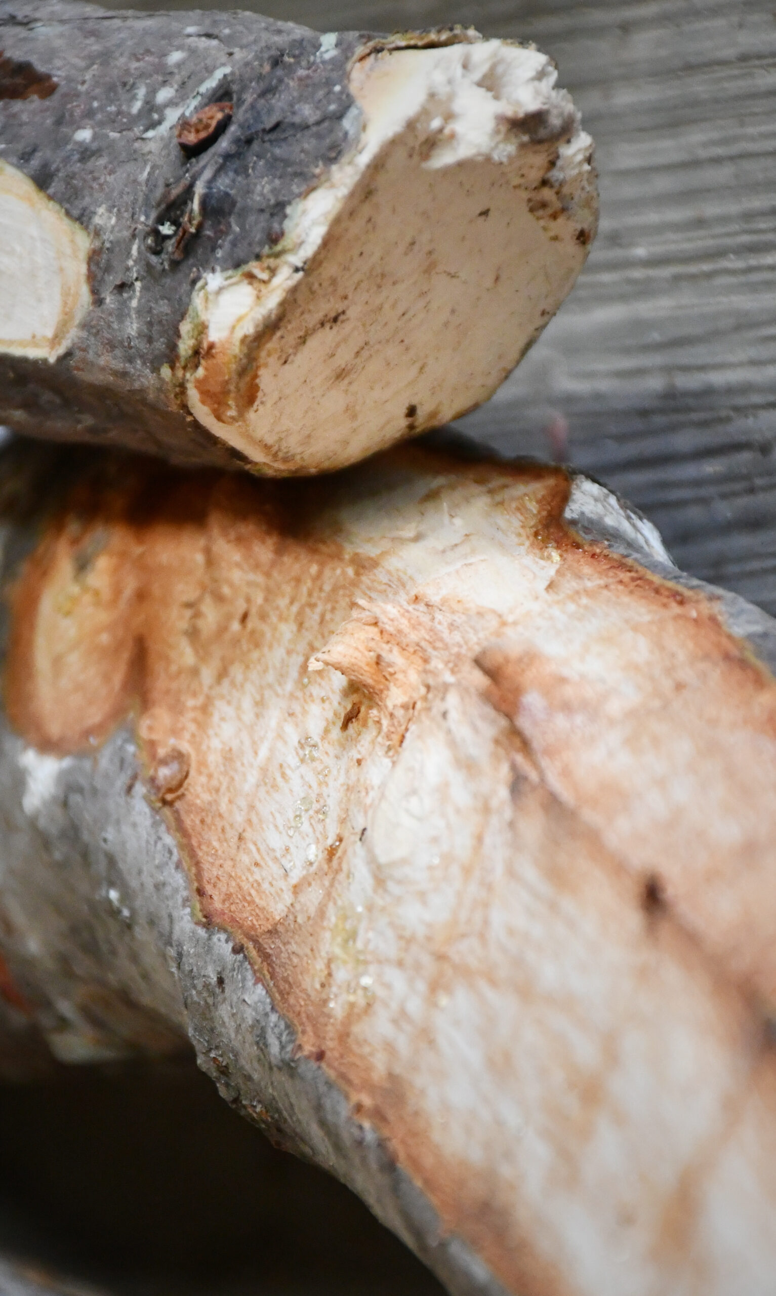 madera-de-copal-recien-cortada