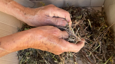 que energias absorben los perros